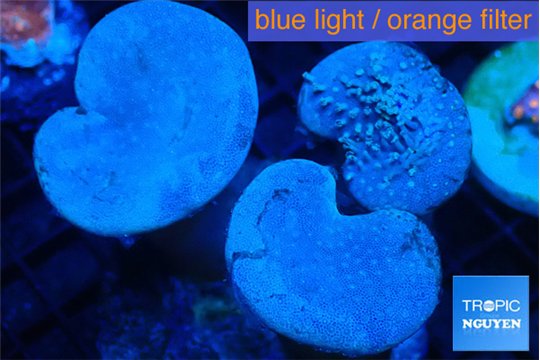 Sarcophyton multi body & long white tips polyps 8-16 cm WYSIWYG acclimaté