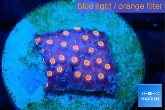 Cyphastrea red 2-3 cm WYSIWYG acclimaté