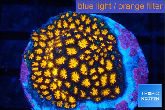 Leptastrea fusion 2-3 cm WYSIWYG acclimaté