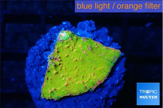 Echinophyllia sugar cookie 1-2 cm WYSIWYG acclimaté