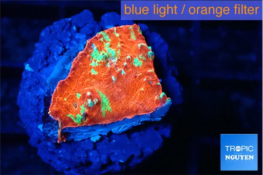 Echinophyllia tropic thunder 1-2 cm WYSIWYG acclimaté