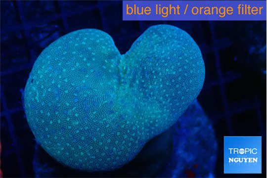 Sarcophyton long polyps 4-8 cm WYSIWYG acclimaté