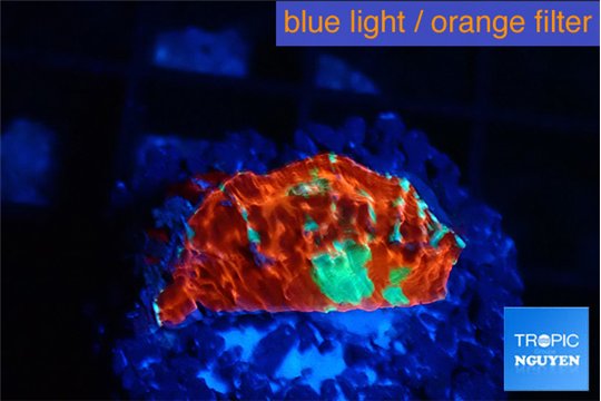 Echinophyllia tropic thunder 1-2 cm WYSIWYG acclimaté