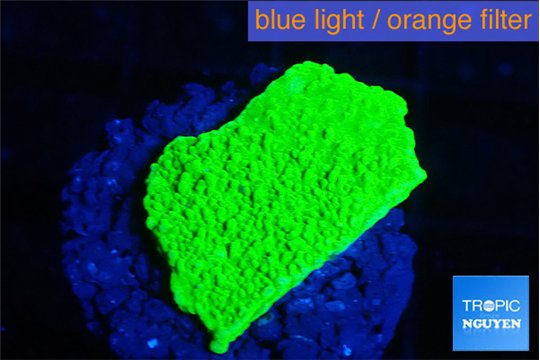 Montipora green cap 2-3 cm WYSIWYG acclimaté