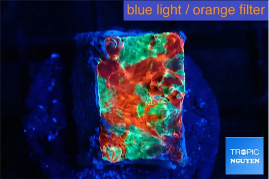 Echinophyllia tropic thunder 1-2 cm WYSIWYG acclimaté