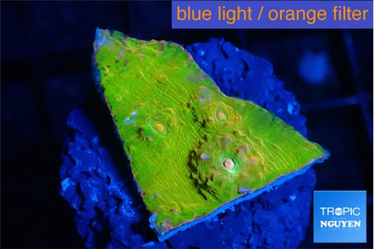 Echinophyllia sugar cookie 2-3 cm WYSIWYG acclimaté