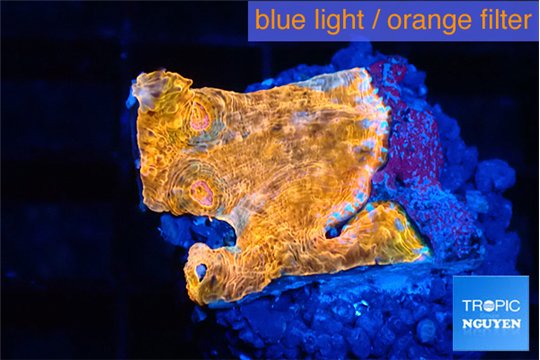 Echinophyllia calypso 1-2 cm WYSIWYG acclimaté