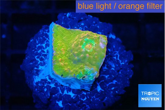 Echinophyllia sugar cookie 1-2 cm WYSIWYG acclimaté