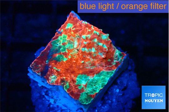 Echinophyllia tropic thunder 1-2 cm WYSIWYG acclimaté