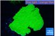 Montipora green cap 2-4 cm WYSIWYG acclimaté