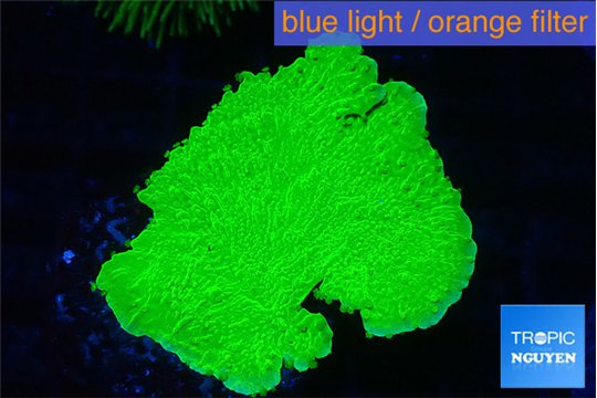 Montipora green cap 2-4 cm WYSIWYG acclimaté