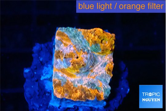 Echinophyllia calypso 1-2 cm WYSIWYG acclimaté