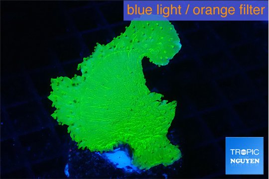 Montipora green cap 2-3 cm WYSIWYG acclimaté
