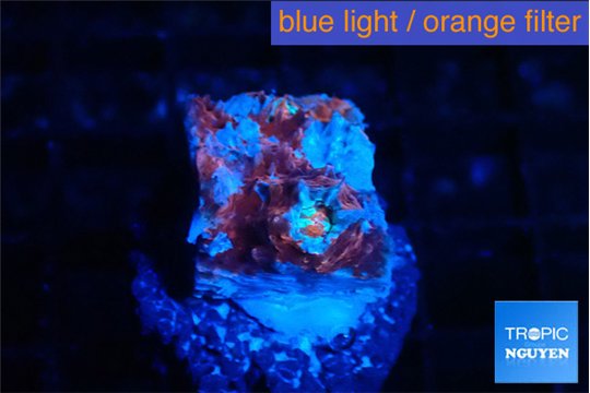 Echinophyllia candy swirl 1-2 cm WYSIWYG acclimaté