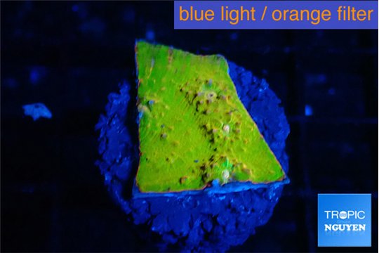 Echinophyllia sugar cookie 1-2 cm WYSIWYG acclimaté