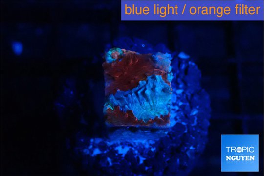 Echinophyllia candy swirl 1-2 cm WYSIWYG acclimaté