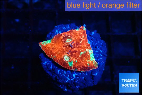 Echinophyllia tropic thunder 1-2 cm WYSIWYG acclimaté