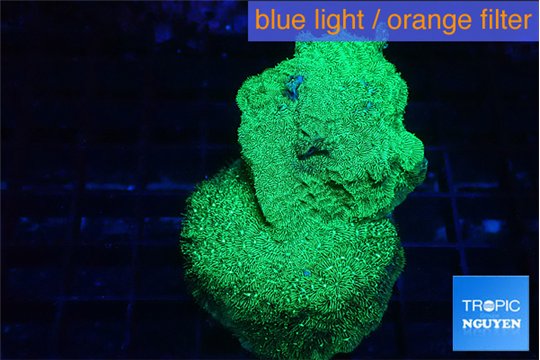 Leptoseris neon green 3-5 cm WYSIWYG acclimaté