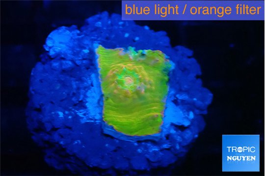 Echinophyllia sugar cookie 1-2 cm WYSIWYG acclimaté