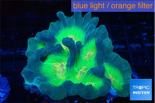 Pectinia rainbow 7-11 cm WYSIWYG acclimaté