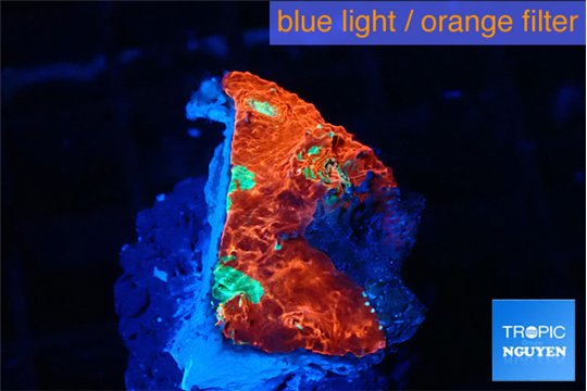 Echinophyllia tropic thunder 1-2 cm WYSIWYG acclimaté