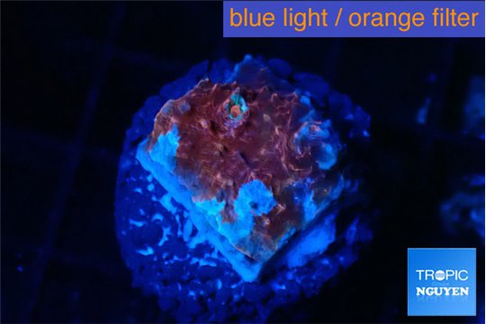 Echinophyllia candy swirl 1-2 cm WYSIWYG acclimaté