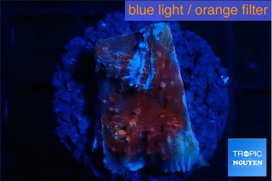 Echinophyllia candy swirl 1-2 cm WYSIWYG acclimaté