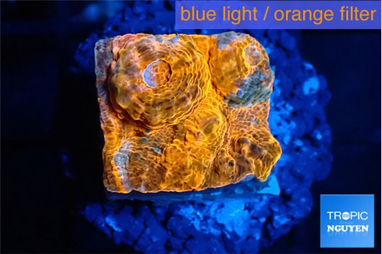 Echinophyllia calypso 1-2 cm WYSIWYG acclimaté