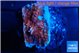 Echinophyllia candy swirl 1-2 cm WYSIWYG acclimaté