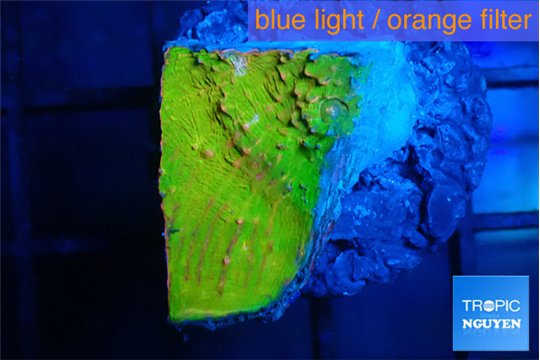 Echinophyllia sugar cookie 1-2 cm WYSIWYG acclimaté