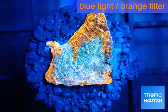 Echinophyllia calypso 1-2 cm WYSIWYG acclimaté