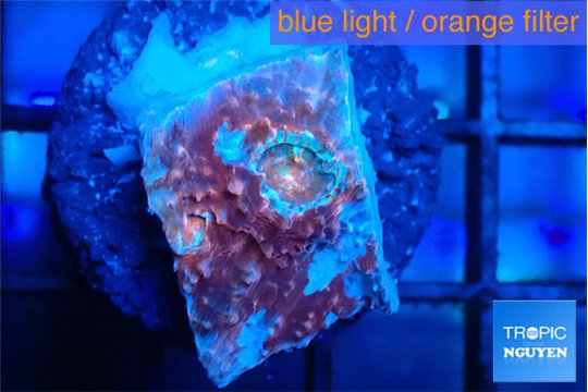 Echinophyllia candy swirl 1-2 cm WYSIWYG acclimaté