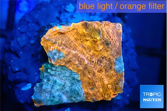 Echinophyllia calypso 1-2 cm WYSIWYG acclimaté