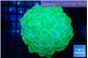 Plerogyra green 6-12 cm WYSIWYG acclimaté