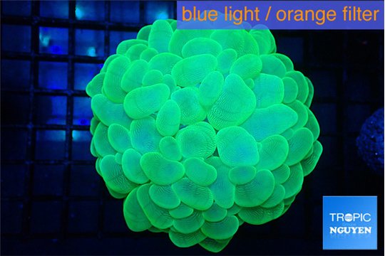 Plerogyra green 6-12 cm WYSIWYG acclimaté