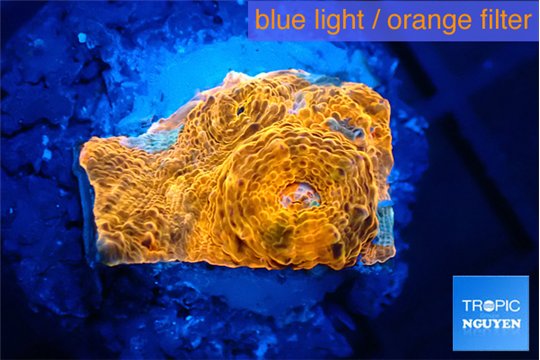 Echinophyllia calypso 1-2 cm WYSIWYG acclimaté