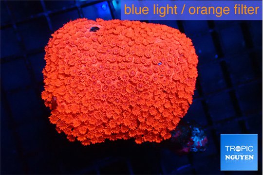 Goniopra red 5-10 cm WYSIWYG acclimaté