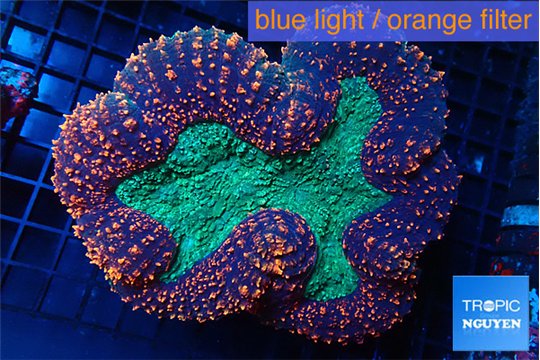 Lobophyllia red green 7-12 cm WYSIWYG acclimaté