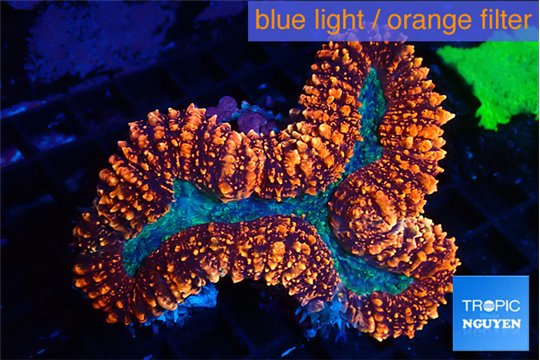 Lobophyllia red green 7-12 cm WYSIWYG acclimaté