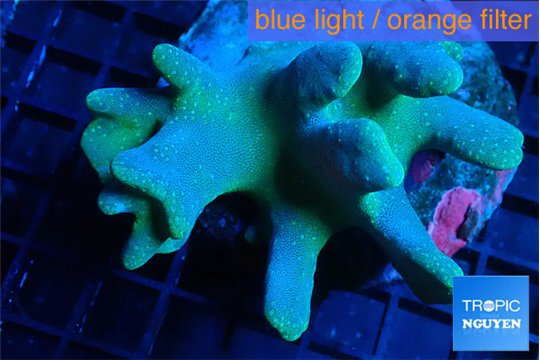 Lobophytum greeny body 7-12 cm WYSIWYG acclimaté