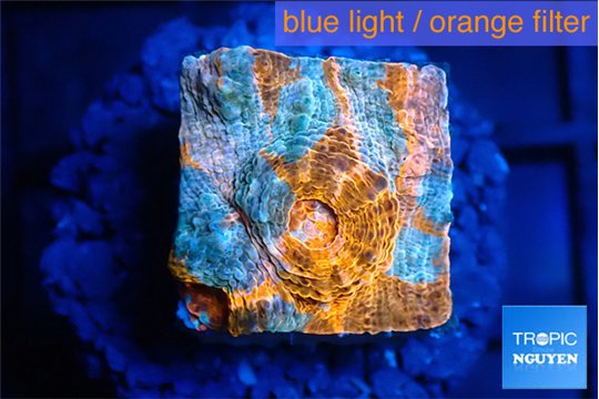 Echinophyllia calypso 1-2 cm WYSIWYG acclimaté