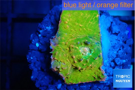 Echinophyllia sugar cookie 1-2 cm WYSIWYG acclimaté