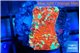 Echinophyllia tropic thunder 1-2 cm WYSIWYG acclimaté