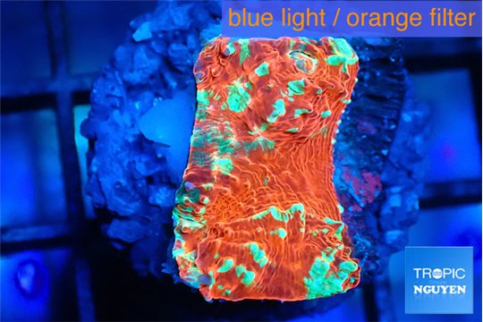 Echinophyllia tropic thunder 1-2 cm WYSIWYG acclimaté