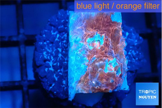 Echinophyllia candy swirl 1-2 cm WYSIWYG acclimaté