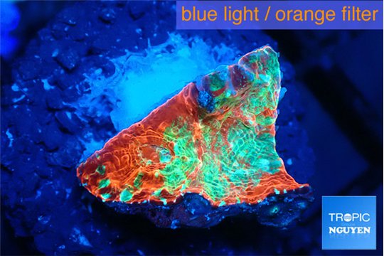 Echinophyllia tropic thunder 1-2 cm WYSIWYG acclimaté