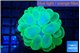 Plerogyra green 6-12 cm WYSIWYG acclimaté