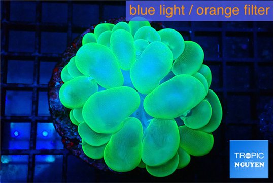 Plerogyra green 6-12 cm WYSIWYG acclimaté