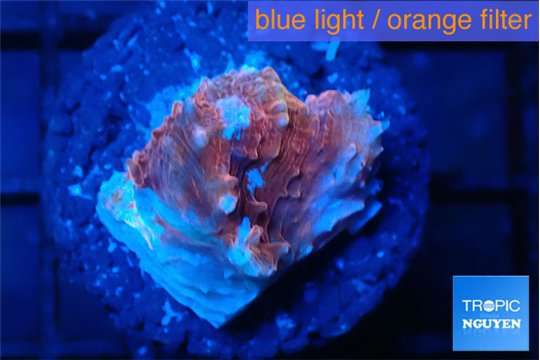 Echinophyllia candy swirl 1 cm WYSIWYG acclimaté