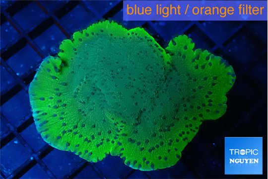 Montipora purple blue polyps 3-4 cm WYSIWYG acclimaté